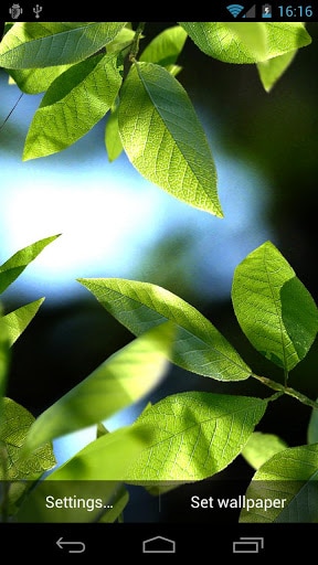 Fresh Leaves